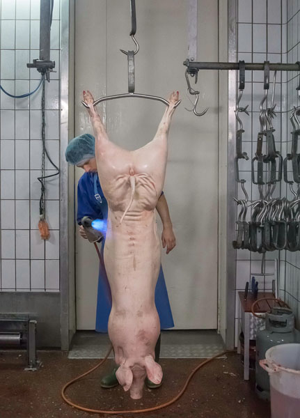 Photograph Gert Van Den Bosch A Day At The Abattoir on One Eyeland